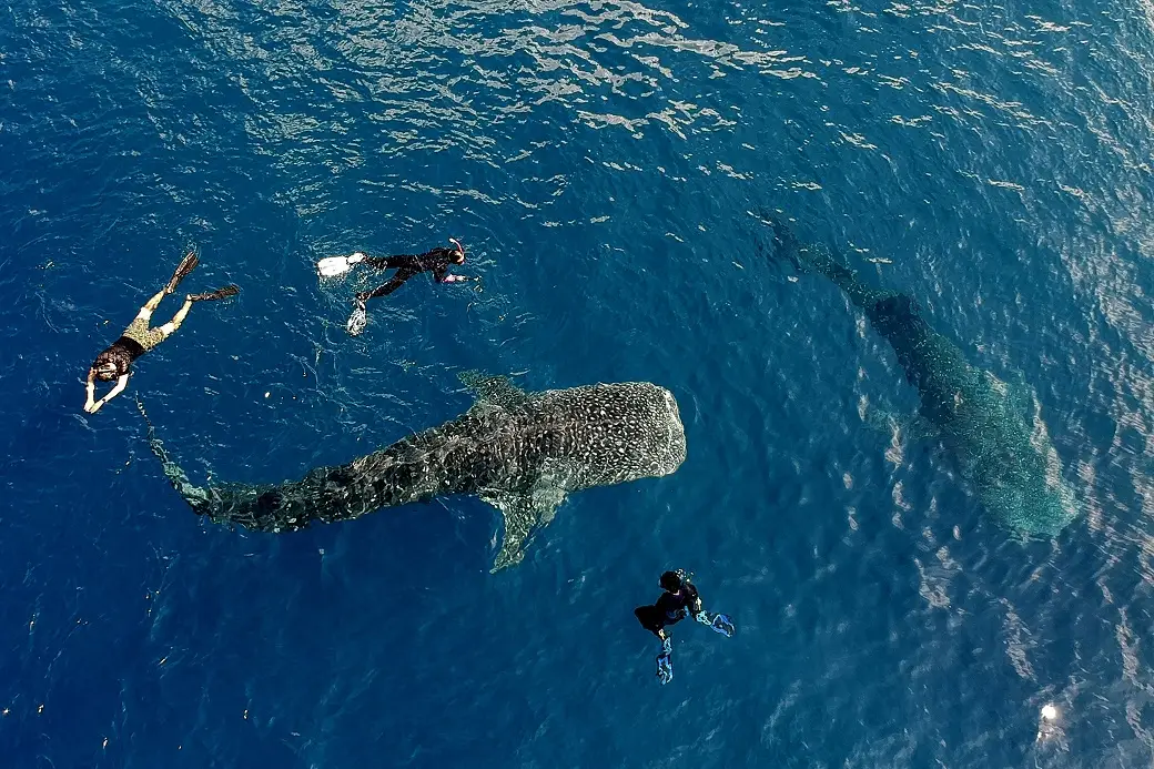 Whale Shark