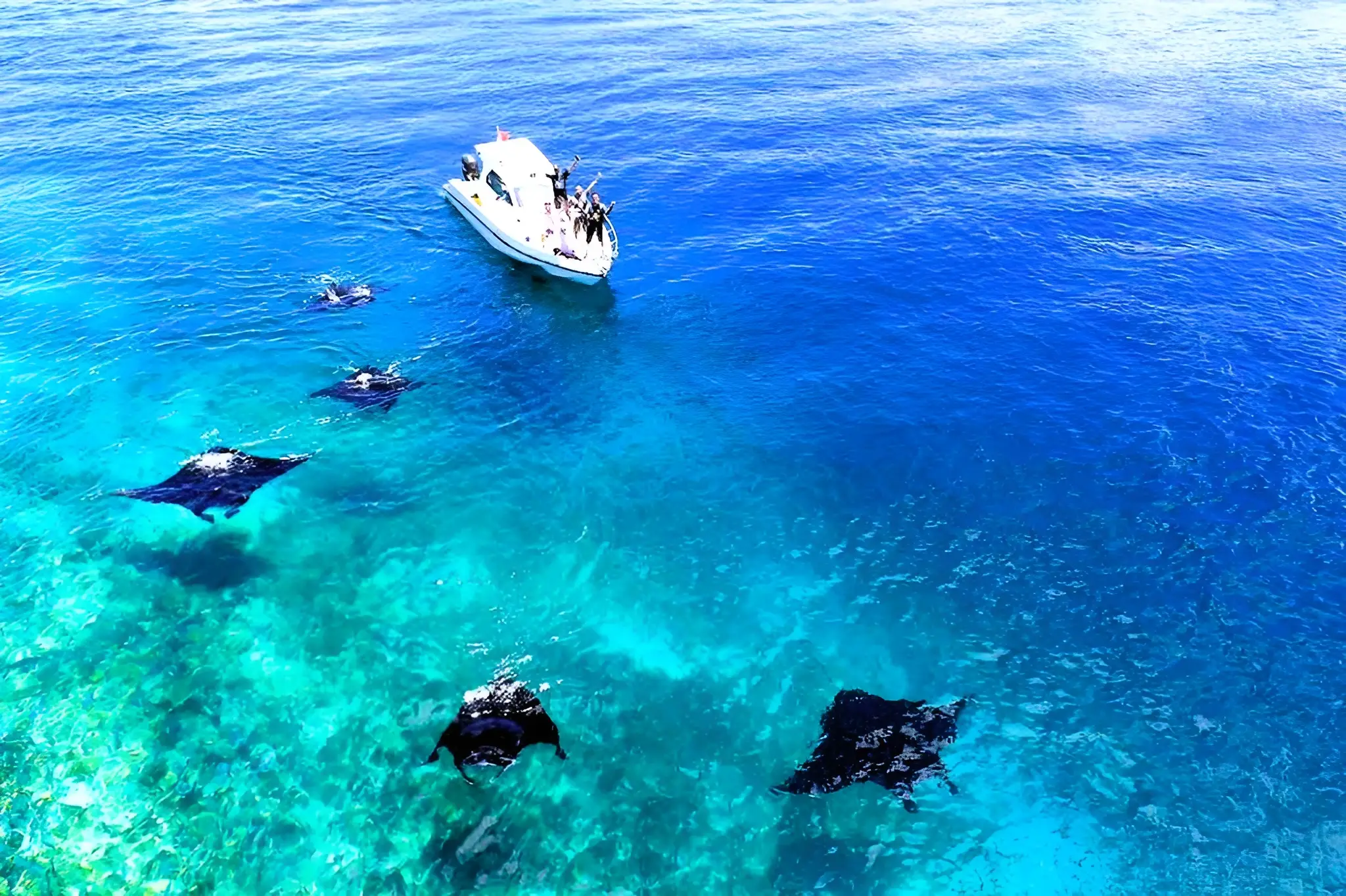 Manta Point Labuan Bajo a place to see manta rays in their natural habitat